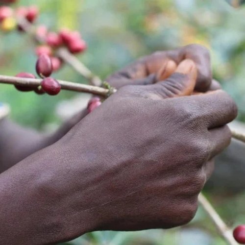 NERO SCURO Coffee ETHIOPIA Dry Fermentation - Sidama filter