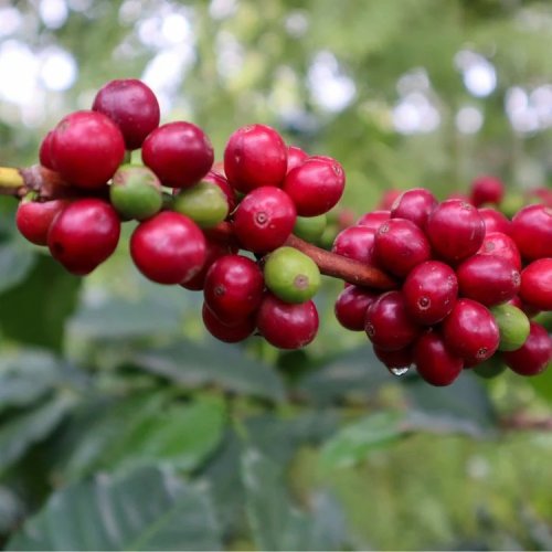 NERO SCURO Coffee KENYA Njuriga - Nyeri filter